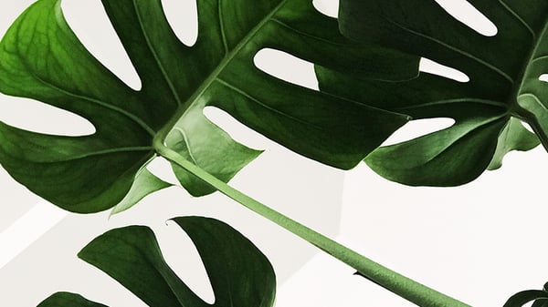 Workplaces going green in 2020